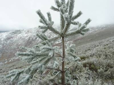 Hayedo de Pedrosa - Parque Natural Sierra Norte de Guadalajara - Hayedo de Tejera Negra